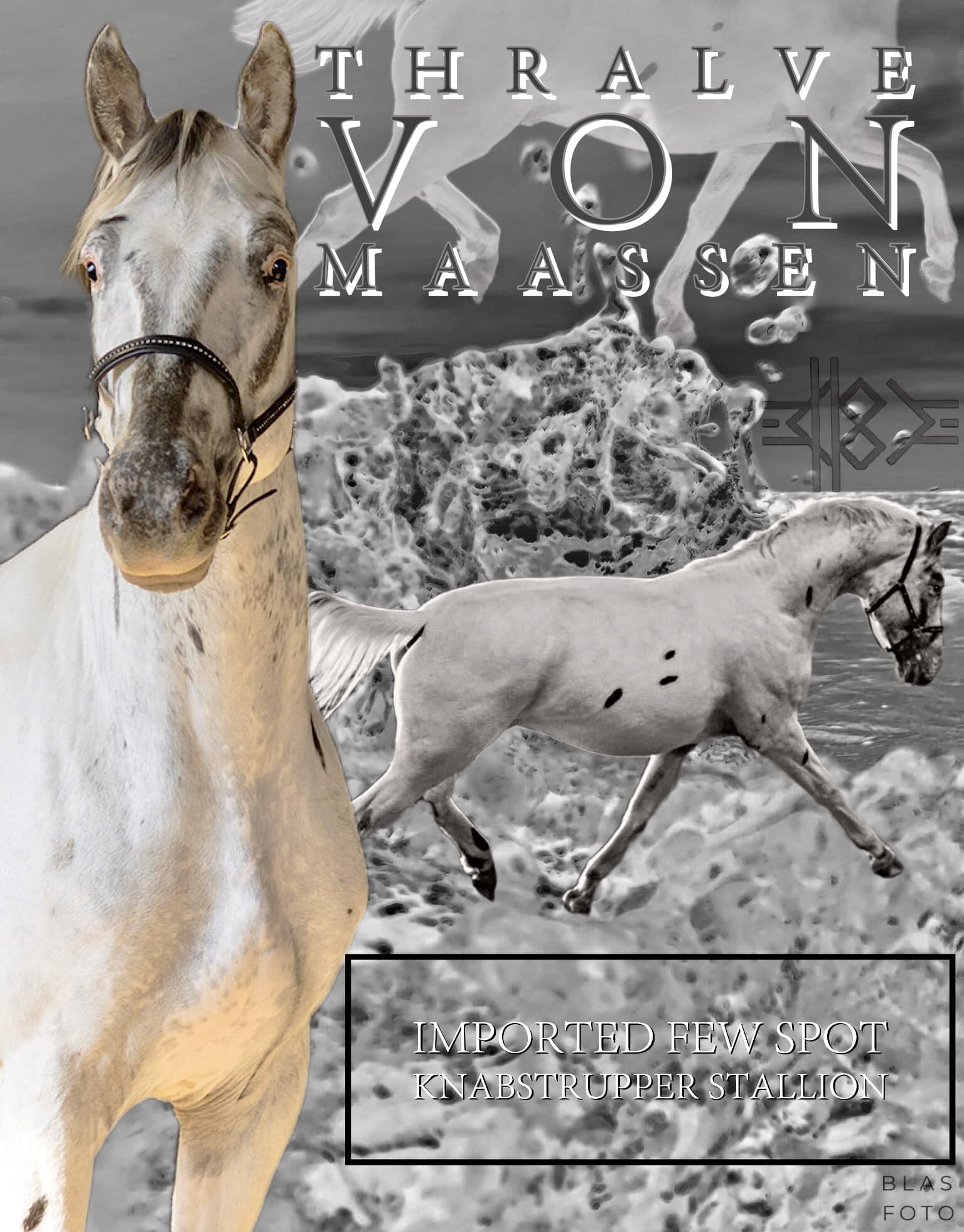 Knabstrupper Stallion by Elite Stallion